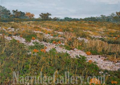 Pumpkin Patch